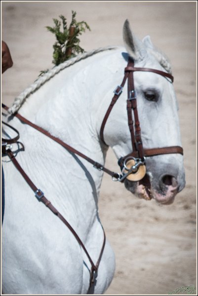 Pferd International 124